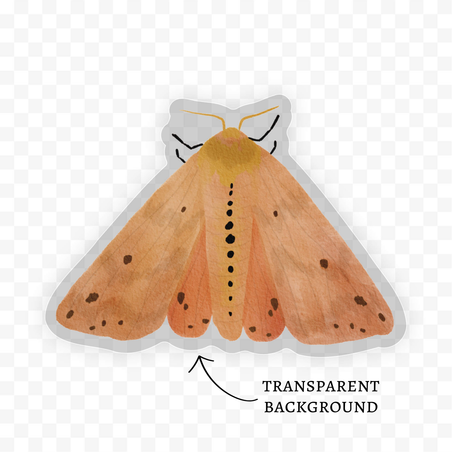 Isabella Tiger Moth Sticker