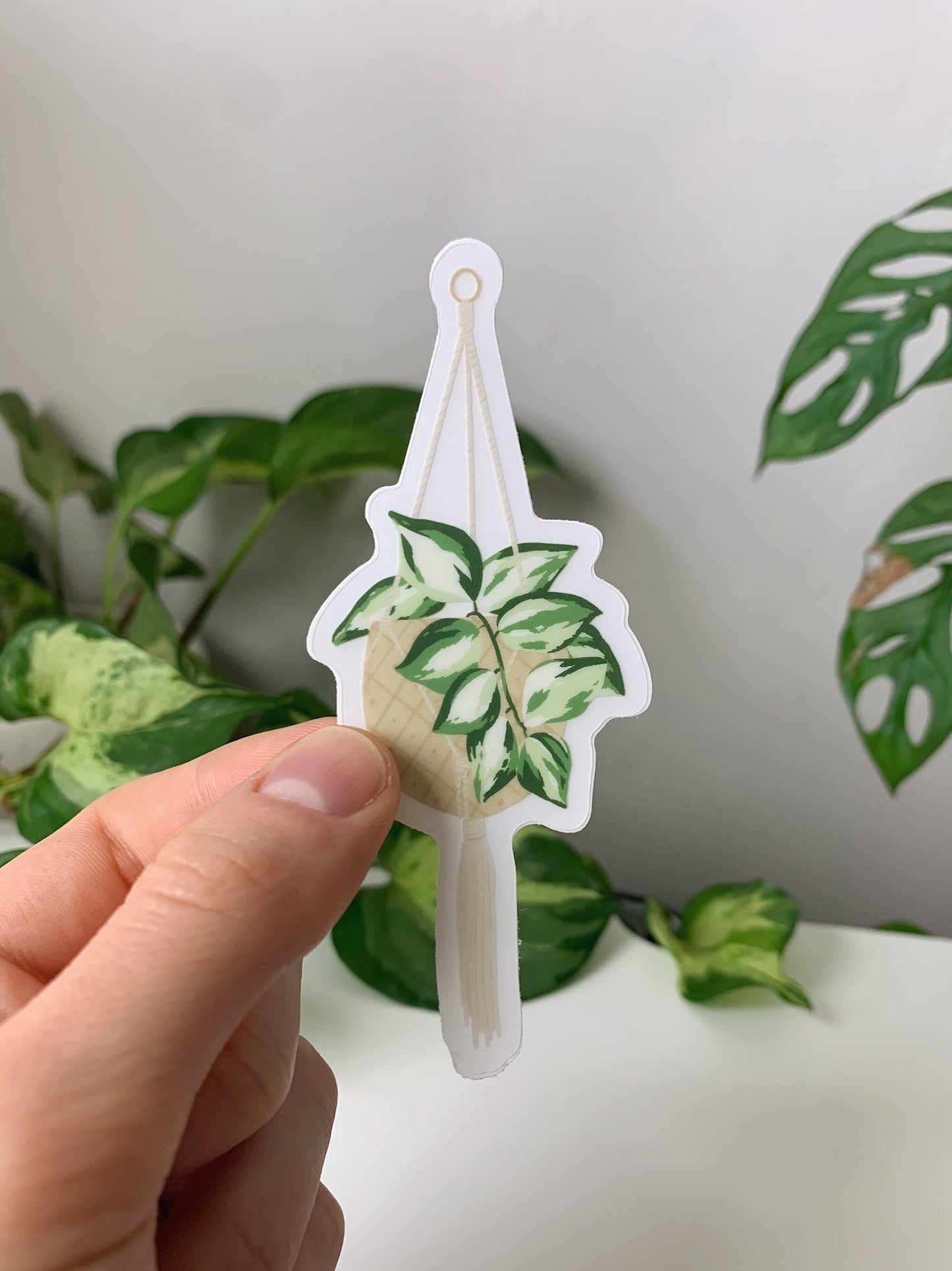 Manjula Pothos Sticker