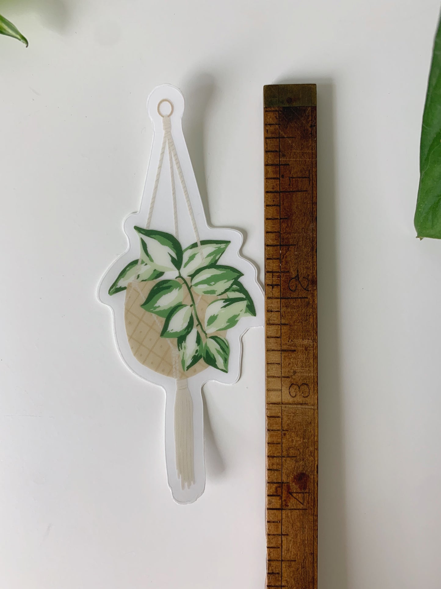 Manjula Pothos Sticker